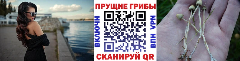 Галлюциногенные грибы мицелий  наркотики  Петушки 